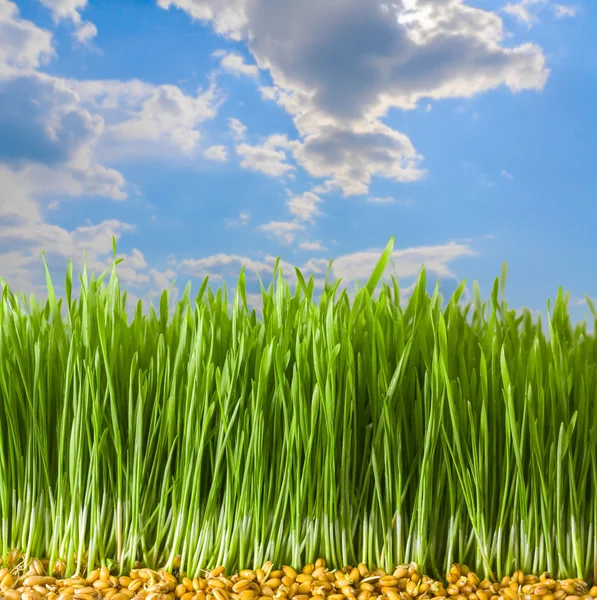 Young Wheat in Herb