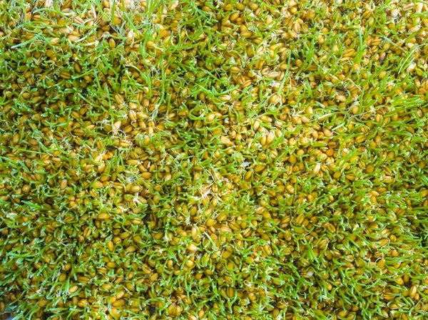 A carpet of Wheat Sprouts — Stock Photo, Image