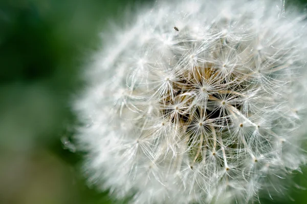 Macro van een paardenbloem — Stockfoto