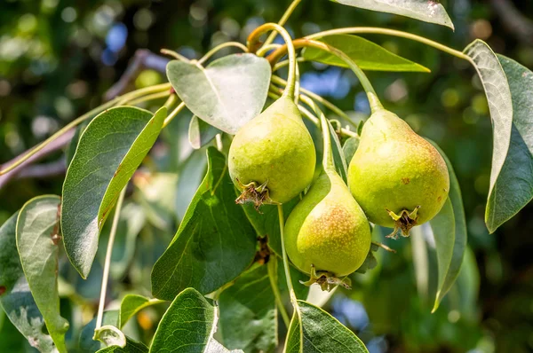 Young green pears — Stock Photo, Image