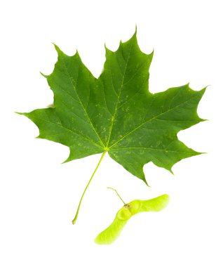 Akçaağaç (Acer Platanoides) ağaç yaprağı ile meyve (Samara)