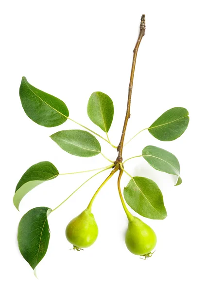 De vertakking van de beslissingsstructuur van peer met bladeren en peren — Stockfoto