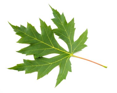 akçaağaç ağaç yaprağı