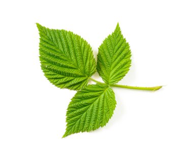 böğürtlen yaprağı