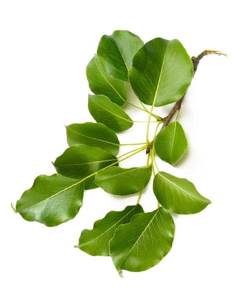 Pear Tree Leaves — Stock Photo, Image