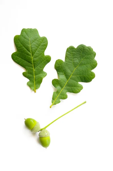 Oak Tree Leaves with Acorn — Stock Photo, Image