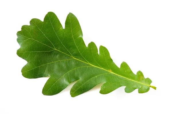 Hoja de roble — Foto de Stock