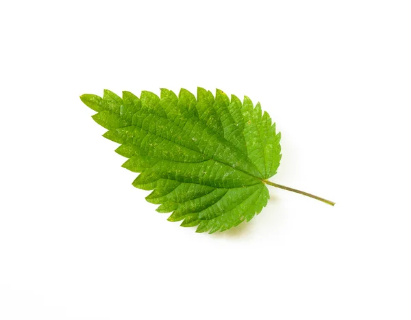 Nettle Leaf — Stock Photo, Image