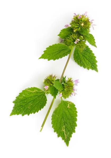 花と紫の deadnettle を残す — ストック写真