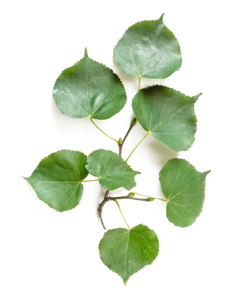 Tilia bladeren — Stockfoto