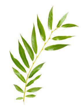 ağlayan söğüt yaprağı