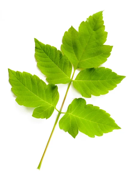 Maple Tree (cultivar) bladeren — Stockfoto