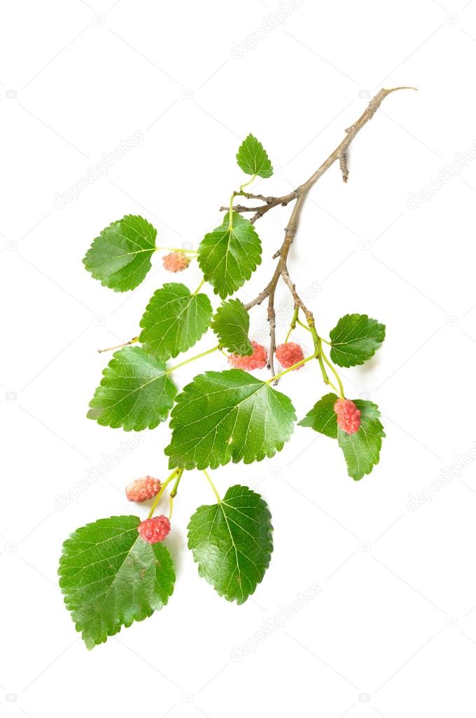 Maulbeerbaum-Tinte hat Früchte an einem Ast