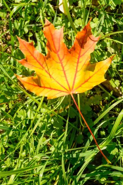Sonbaharda akçaağaç yaprağı