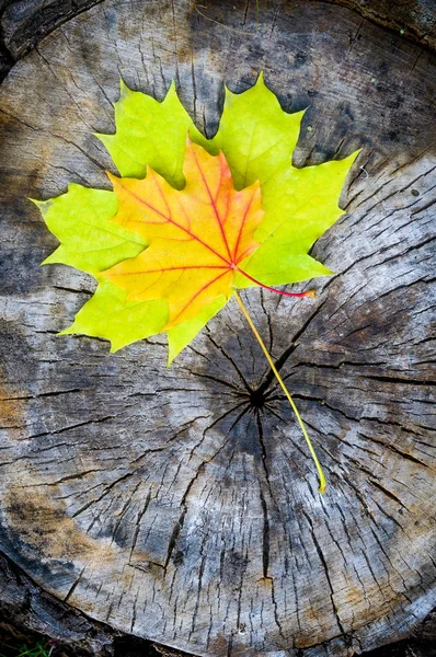 (Acer platanoides Sonbaharda akçaağaç yaprağı) — Stok fotoğraf