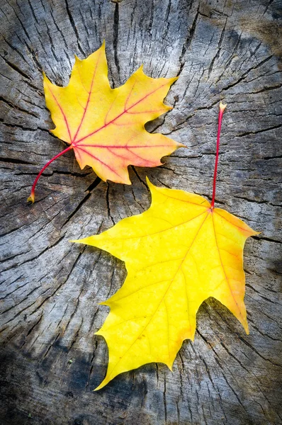 Løvblad i høst (Acer platanoides ) – stockfoto