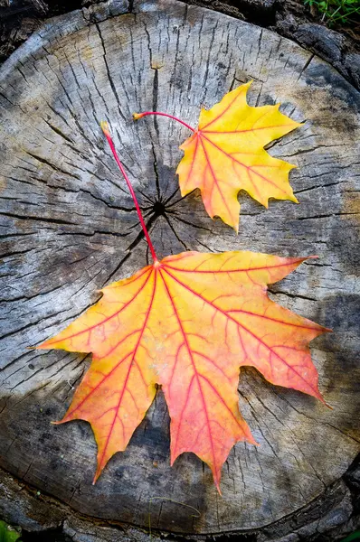 Maple Leaf in Autumn (Acer platanoides) — Stock Photo, Image