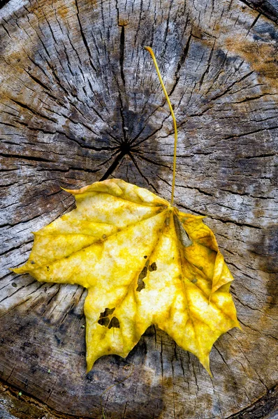 Foglia d'acero in autunno (Acer platanoides ) — Foto Stock