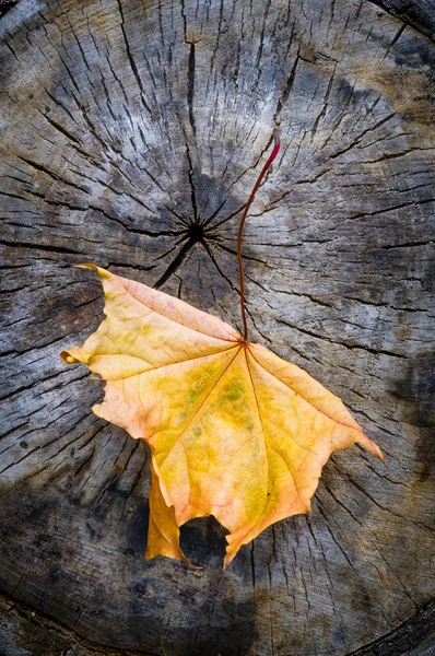 Foglia d'acero in autunno (Acer platanoides ) — Foto Stock
