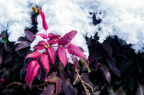 Red Leaves under the Snow — Stock Photo, Image