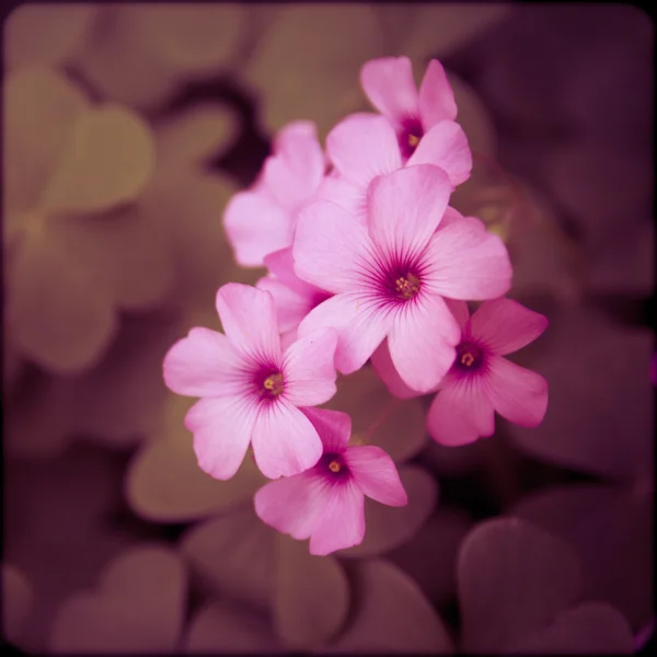 Erodium Ciconium, Storksbills — Fotografia de Stock