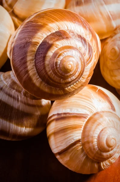 Conchas de caracol — Foto de Stock