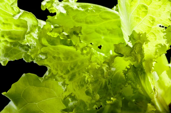 Batavia Salad Leaves — Stock Photo, Image