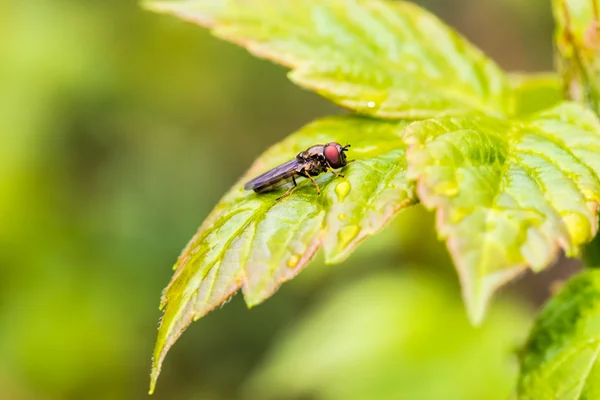 Volar sobre una hoja verde — Foto de Stock