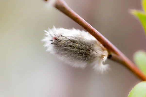 Catkin. — Foto de Stock