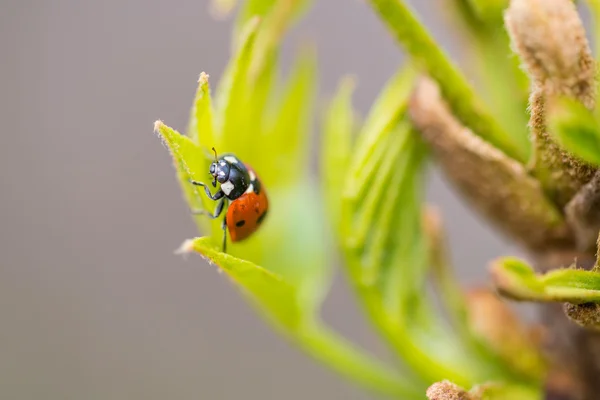 Mariquita. — Foto de Stock