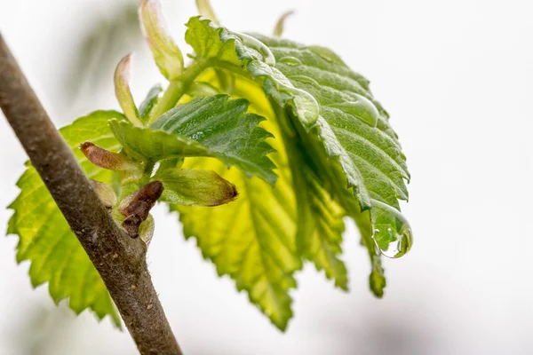 La gota del agua sobre la hoja —  Fotos de Stock