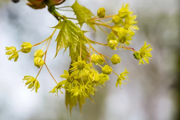 Hojas jóvenes de primavera — Foto de Stock