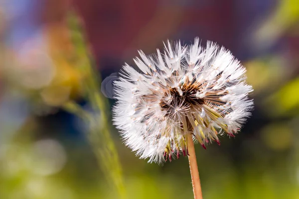 Un diente de león — Foto de Stock