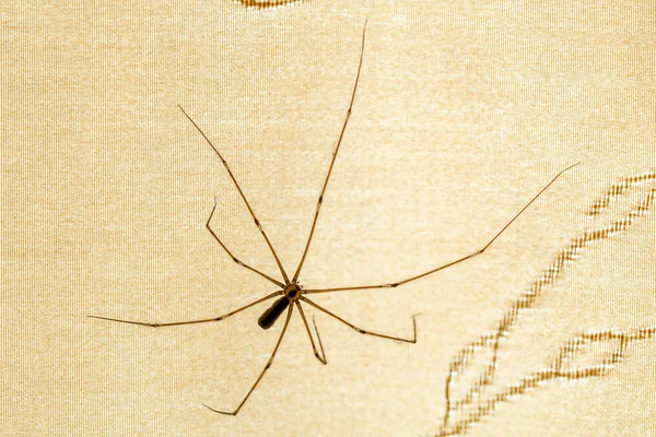 Pholcus Phalangioides — Stock Fotó