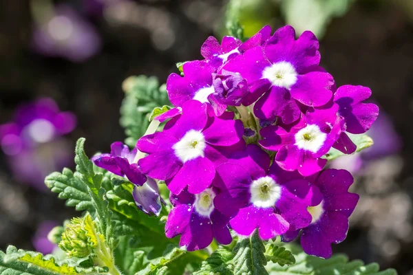 Violett och vitt petunia — Stockfoto