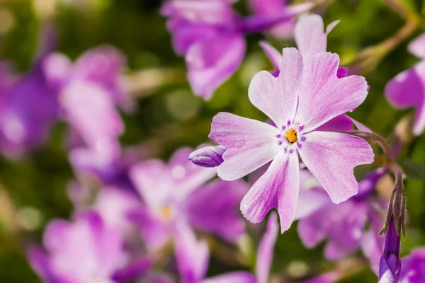 Gypsophila — Stockfoto