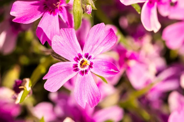 Gypsofila — Stockfoto