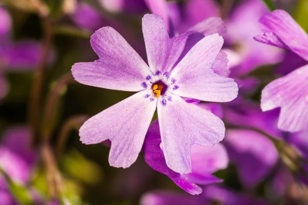 Gypsofila — Stockfoto