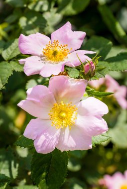 pembe eglantines