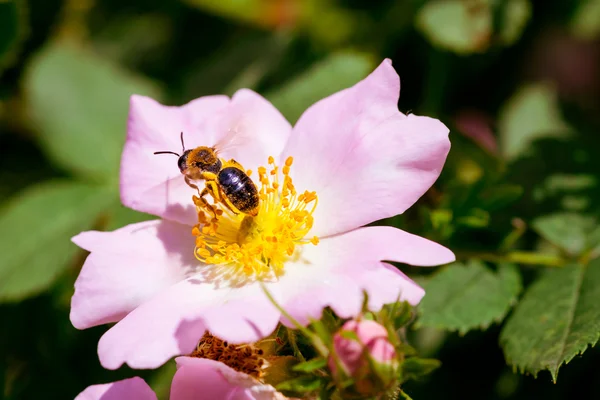 Eglantine and Bee — Stock Photo, Image