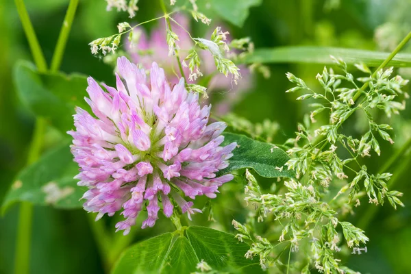 Clover blomma — Stockfoto