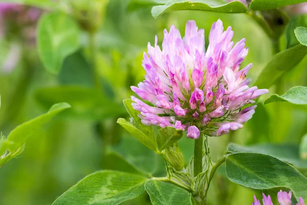 Flor de trébol —  Fotos de Stock