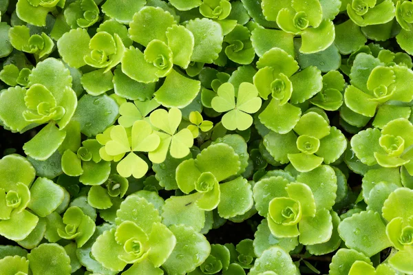 Cover and Stonecrop — Stock Photo, Image