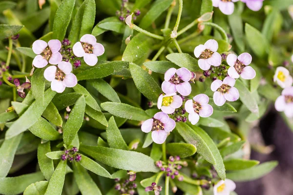 Little Pink Flowers — Stock Photo, Image