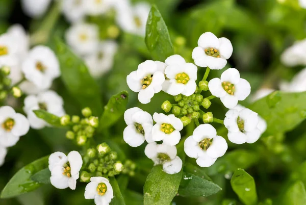 Malé bílé květy — Stock fotografie