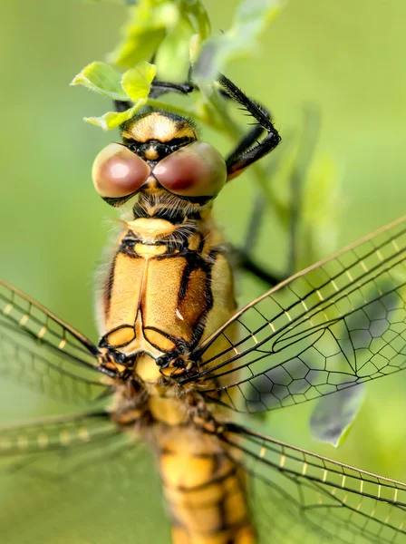 Yellow Dragonfly — Stock Photo, Image