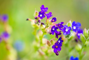 Çayırdaki mavi çiçekler