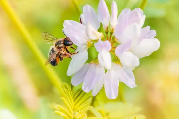 Bee and Clover — Stock Photo, Image