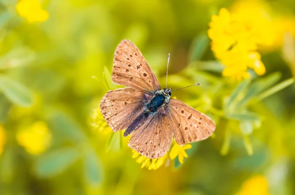 Brown Butterfly — Stock Photo, Image