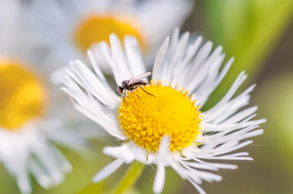 Mosquito on Daisy — Stock Photo, Image